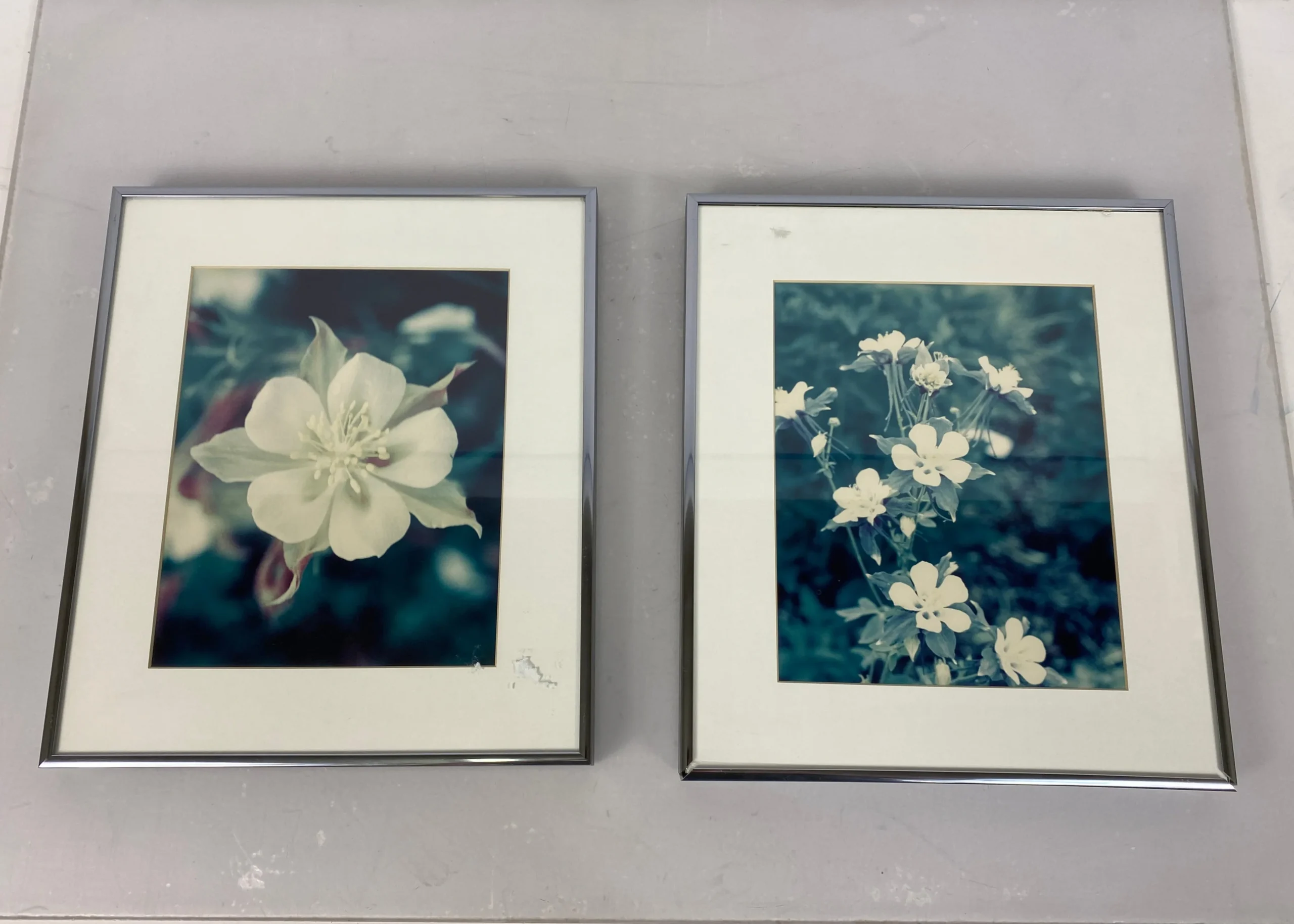 nielsen-metal-framed-photographs-of-columbine-flower.webp Nielsen Metal Framed Photographs of Columbine Flower
